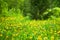 Yellow dandelions bloom in green forest on sunny day on blurred background, spring woods glade with blossom blowballs flowers