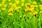 Yellow dandelions bloom in green grass on sunny day close up on blurred background, blossom blowballs flowers on spring lawn