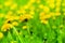 Yellow dandelions bloom in green grass on sunny day close up on blurred background, blossom blowballs flowers on spring lawn