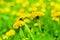 Yellow dandelions bloom in green grass on sunny day close-up on blurred background, spring lawn with blossom blowballs flowers