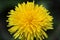 Yellow dandelions bloomed in the field