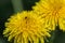 Yellow dandelions bloomed in the field