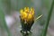 Yellow dandelions bloomed in the field