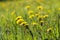 Yellow dandelions bloomed on a green field.