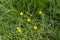 Yellow dandelions and blue speedwells in the grass