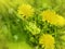 Yellow dandelions close up background pasture