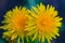 Yellow dandelions close-up on a dark background. Macro, soft focus