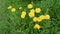 Yellow dandelions cutting by grass trimmer