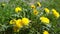 Yellow dandelions. Ecology concept. Beautiful season landscape. Inspiration from nature. Taraxacum officinale. Family Asteranae. F