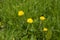 Yellow Dandelions in the English countryside.