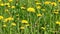 Yellow dandelions field