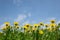 Yellow dandelions field closeup