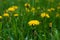 Yellow dandelions field on green grass. Floral color flower background. Spring floral background. Green grass field landscape back