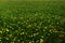 Yellow dandelions flowers fields nature background