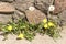 Yellow dandelions. Flowers grew from asphalt and concrete. Life among the stones.