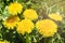 Yellow dandelions in the grass. In the open space