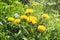 Yellow dandelions in the grass. In the open space