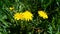 Yellow dandelions on green grass