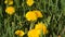 Yellow dandelions among green grass