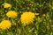 yellow dandelions among green grass. close up view