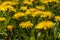 Yellow dandelions, green grasses.