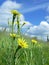 Yellow dandelions on green meadow 1