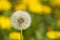 Yellow dandelions on green meadow 3