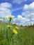 Yellow dandelions on green meadow