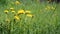 Yellow dandelions on a green meadow