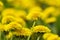 Yellow dandelions on green meadow 9