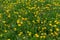 Yellow dandelions in the green spring meadow at cloudy daylight, full frame season specific background