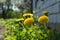 Yellow dandelions grow near country house in spring garden