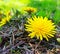 Yellow dandelions growing in the wild