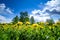 Yellow dandelions hill under blue cloudy sky in the spring time.