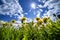 Yellow dandelions hill under blue cloudy sky in the spring time.