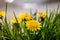 Yellow dandelions on the lake shore.