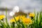 Yellow dandelions on the lake shore.