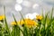 Yellow dandelions on the lake shore.