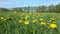 Yellow dandelions on the meadow in spring, natural background