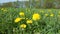 Yellow dandelions on the meadow in spring, natural background