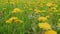 Yellow dandelions, spring green grass in a beautiful meadow. Green meadow with bright yellow dandelions. Close up.