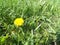 yellow dandelions. spring lawn. green grass. bloom flowers summer