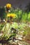 Yellow dandelions in the summer day, reflection in the water. Beautiful background.