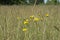 Yellow dandelions in the tall grass in the meadow