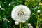 Yellow dandelions in the tall grass in the meadow