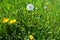 Yellow dandelions and white blowball