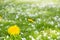 Yellow dandelions and white flowers of cherry or apple tree among green grass. Blooming flowers and leaves in garden on a spring