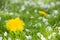 Yellow dandelions and white flowers of cherry or apple tree among green grass. Blooming flowers and leaves in garden on a spring