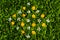 Yellow dandelions and white flowers of cherry or apple tree among green grass and clover on the lawn. Blooming flowers