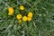 Yellow dandelions in the yard